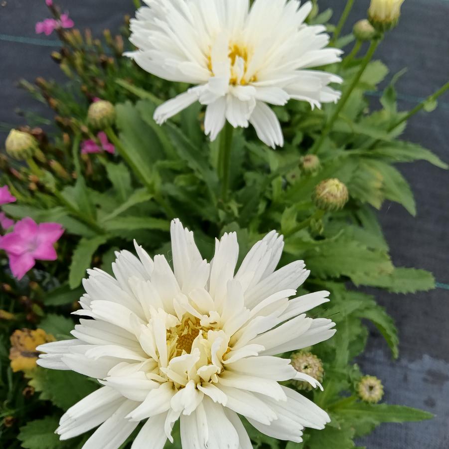 Leucanthemum 'Mt. Hood' - Shasta Daisy from Rush Creek Growers