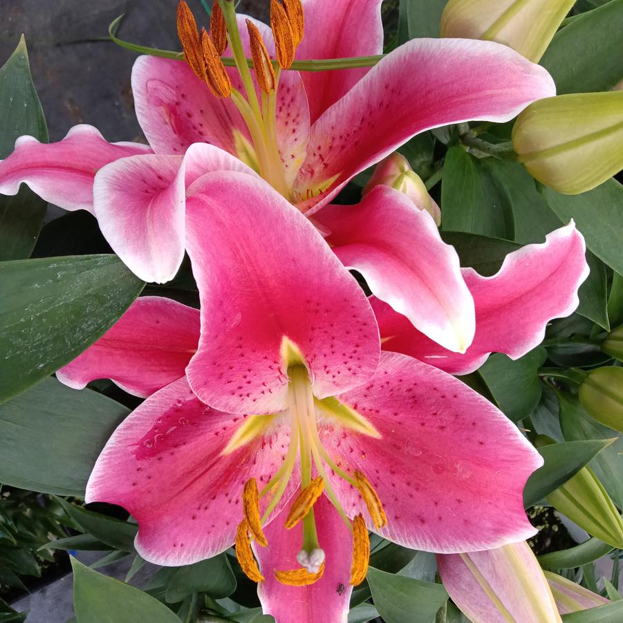 Lilium Lily Looks™ 'After Eight' - Asiatic Lily from Rush Creek Growers