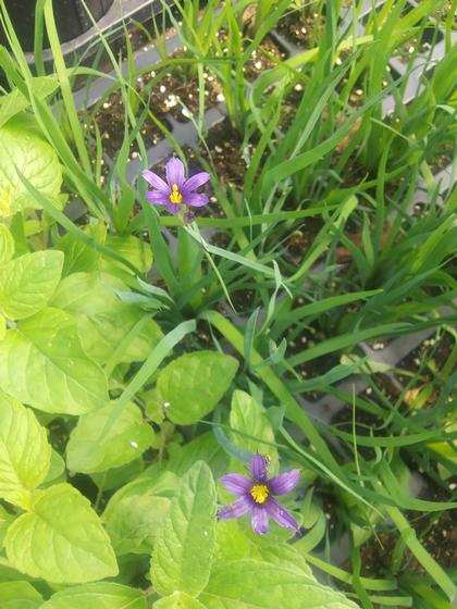 Sisyrinchium idahoense var. macounii 'Moody Blues' - Macoun's Blue Eyed Grass
