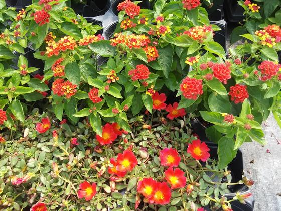 Portulaca 'PortoGrande Scarlet' with Lantana 'Bloomify Red'