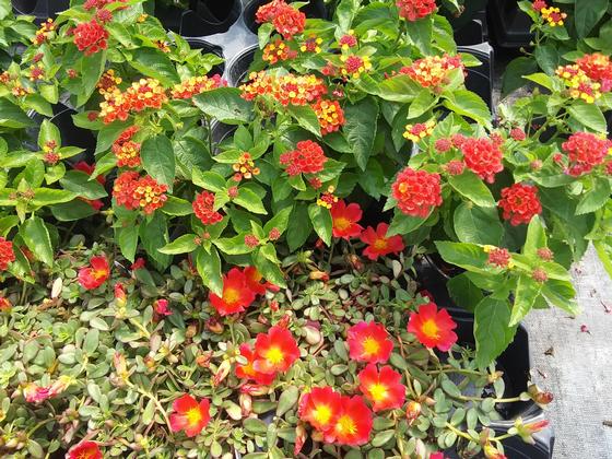 Portulaca 'PortoGrande Scarlet' with Lantana 'Bloomify Red' 