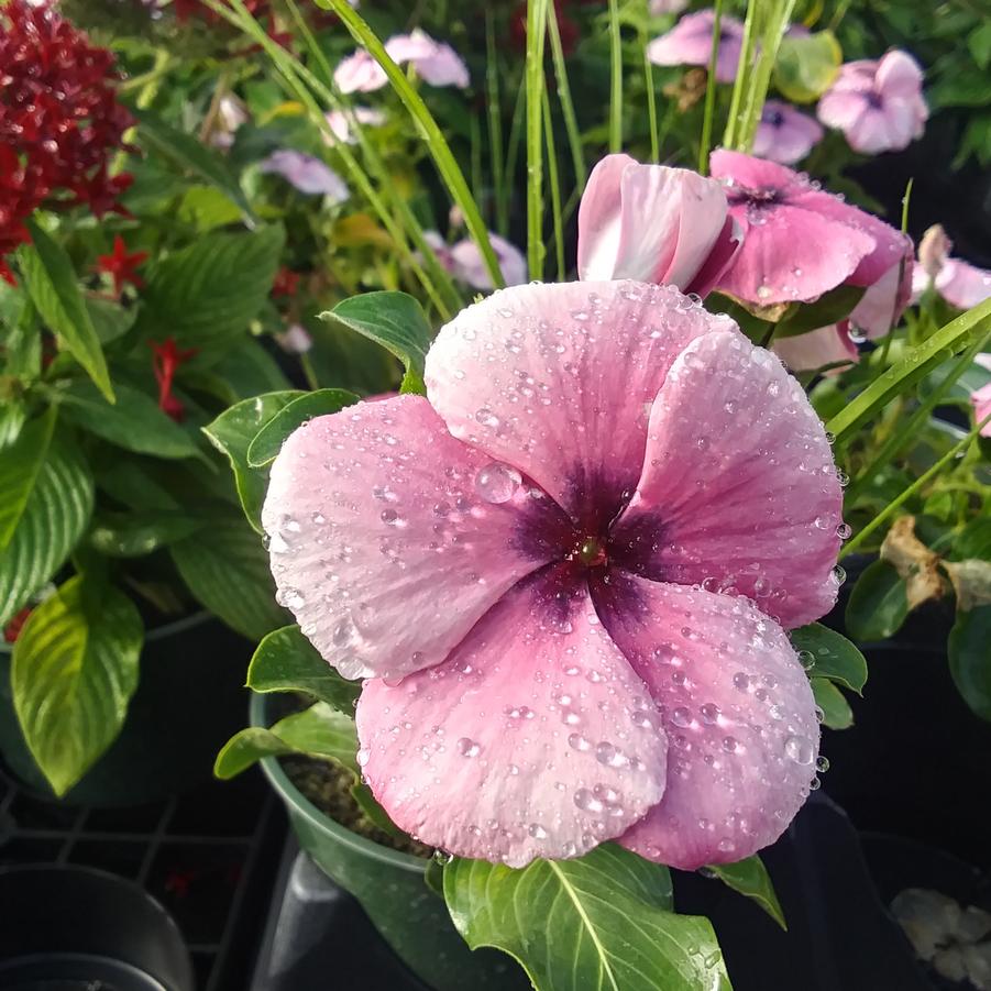 Vinca 'Quasar Plum Swirl' - from Rush Creek Growers