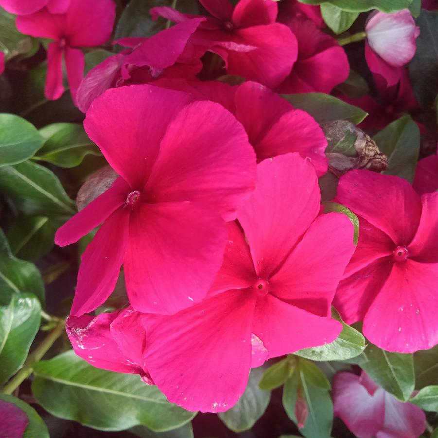 Vinca 'Quasar Red Target' - from Rush Creek Growers