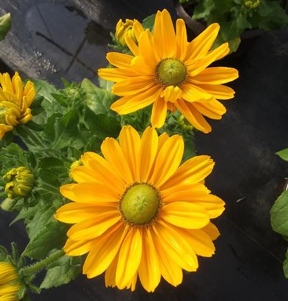 Rudbeckia 'Amarillo Gold' - from Rush Creek Growers