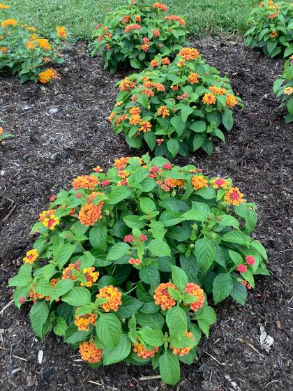 Lantana 'Shamrock™ Orange Flame' - from Rush Creek Growers