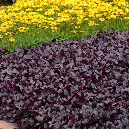 Photo courtesy of PanAmerican Seed