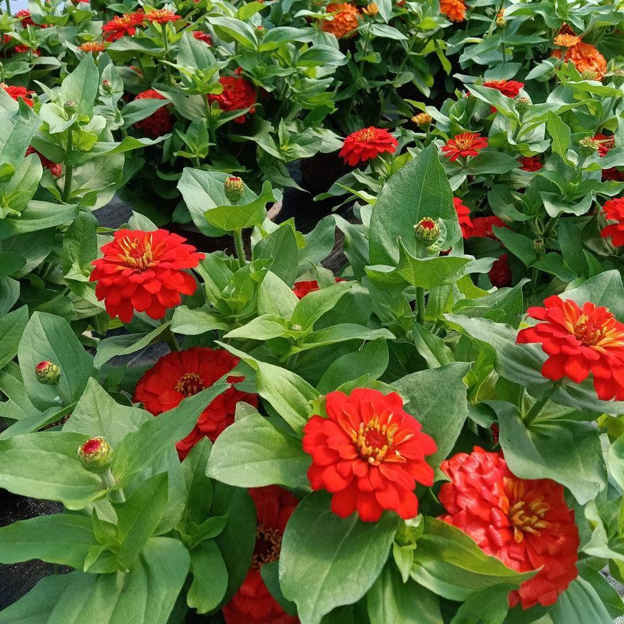 Zinnia 'Zesty Scarlet' - from Rush Creek Growers