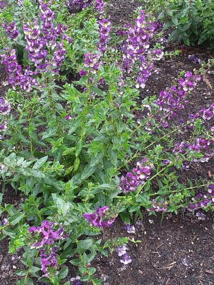 Angelonia 'AngelDance™ Violet Bicolor' - NEW 2023 from Rush Creek Growers