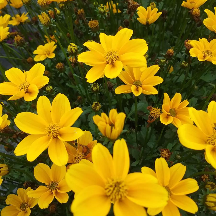 Bidens 'Golden Empire' - from Rush Creek Growers