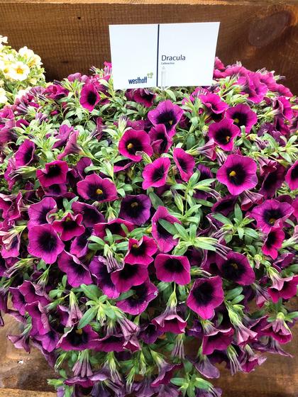 Calibrachoa 'Dracula' - NEW 2023 from Rush Creek Growers