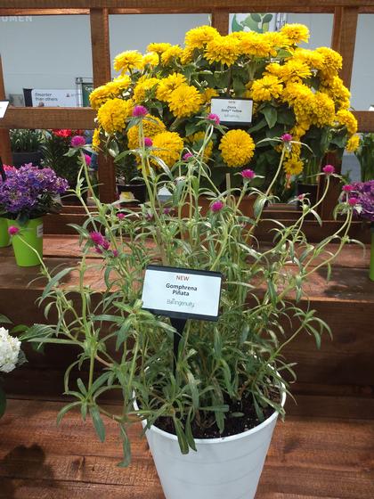 Gomphrena 'Pi�ata' - NEW 2023 from Rush Creek Growers