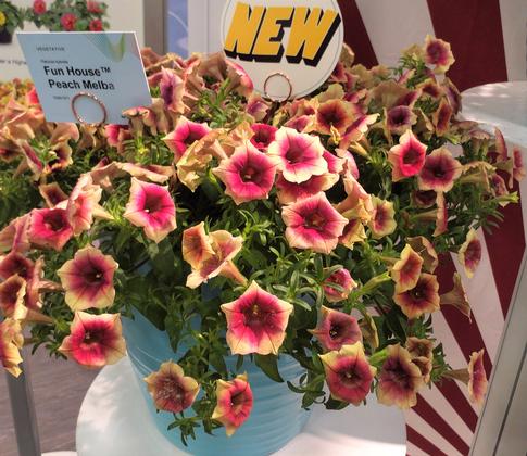 Petunia 'Fun House™ Peach Melba' - NEW 2023 from Rush Creek Growers