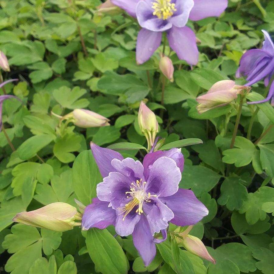 Aquilegia flabellata 'Early Bird™ Purple/Blue' - Columbine from Rush Creek Growers