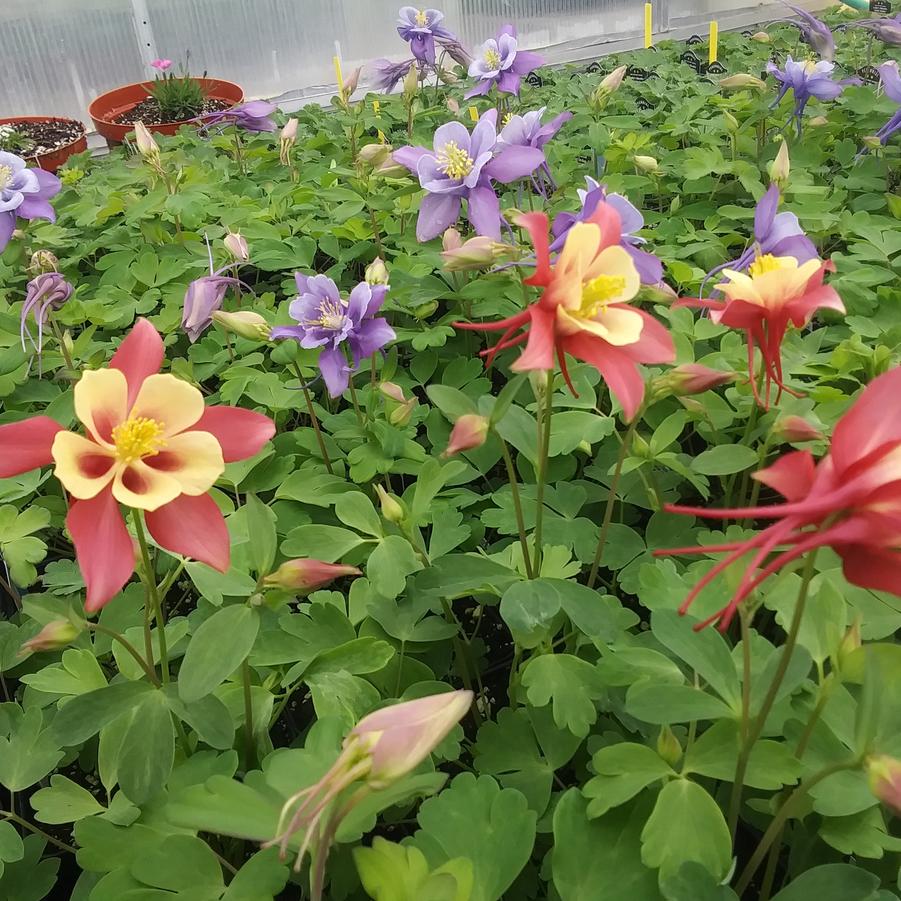 Aquilegia flabellata 'Early Bird™ Red Yellow' - Columbine from Rush Creek Growers