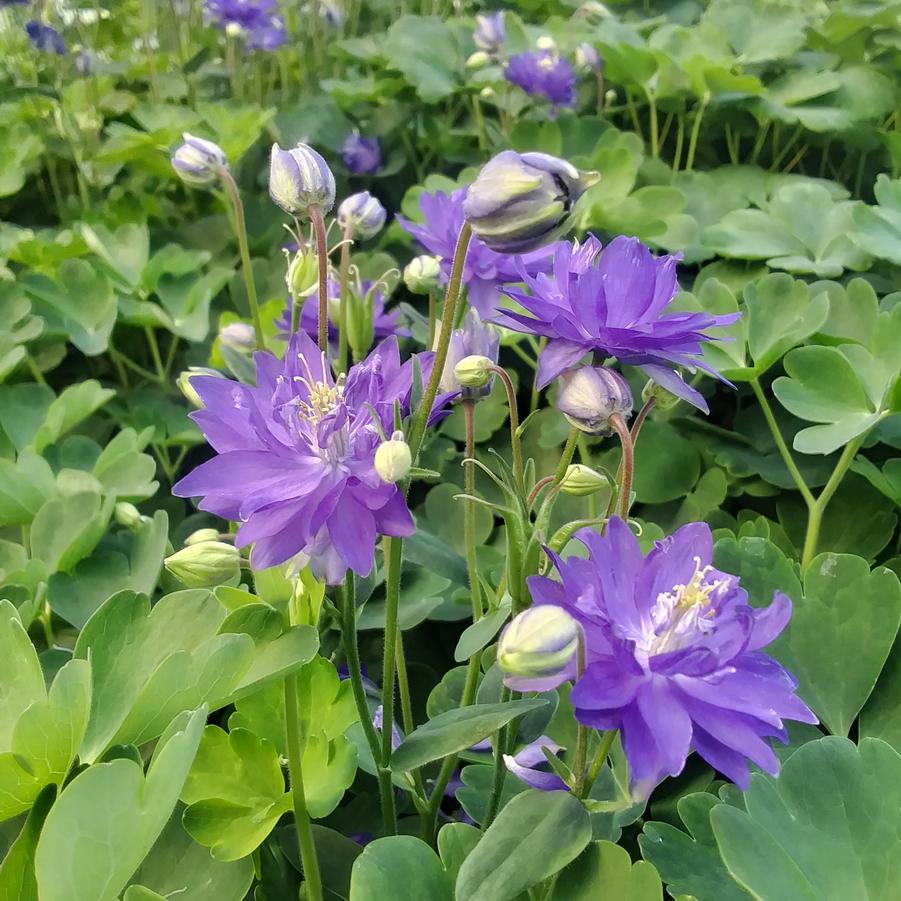 Aquilegia vulgaris 'Clementine Blue' - Columbine from Rush Creek Growers