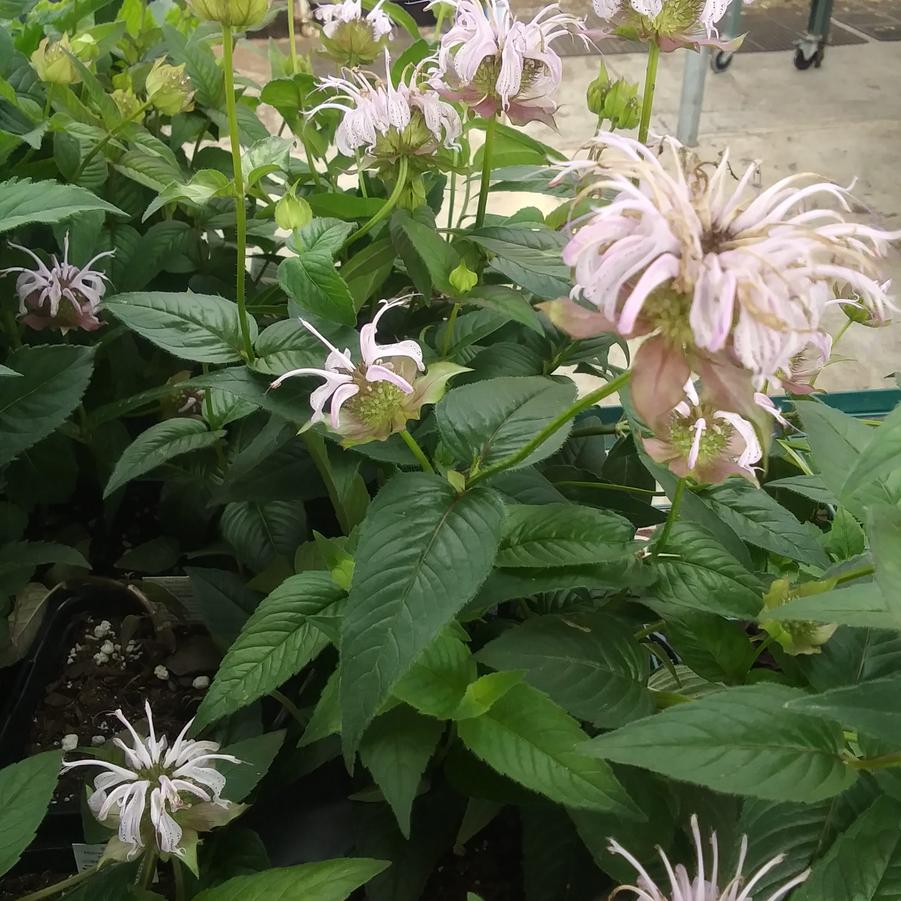 Monarda bradburiana 'Midnight Oil' - Eastern Beebalm from Rush Creek Growers