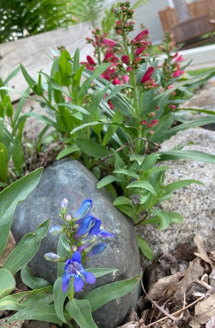 Penstemon 'Pinacolada Blue and Red Shades'