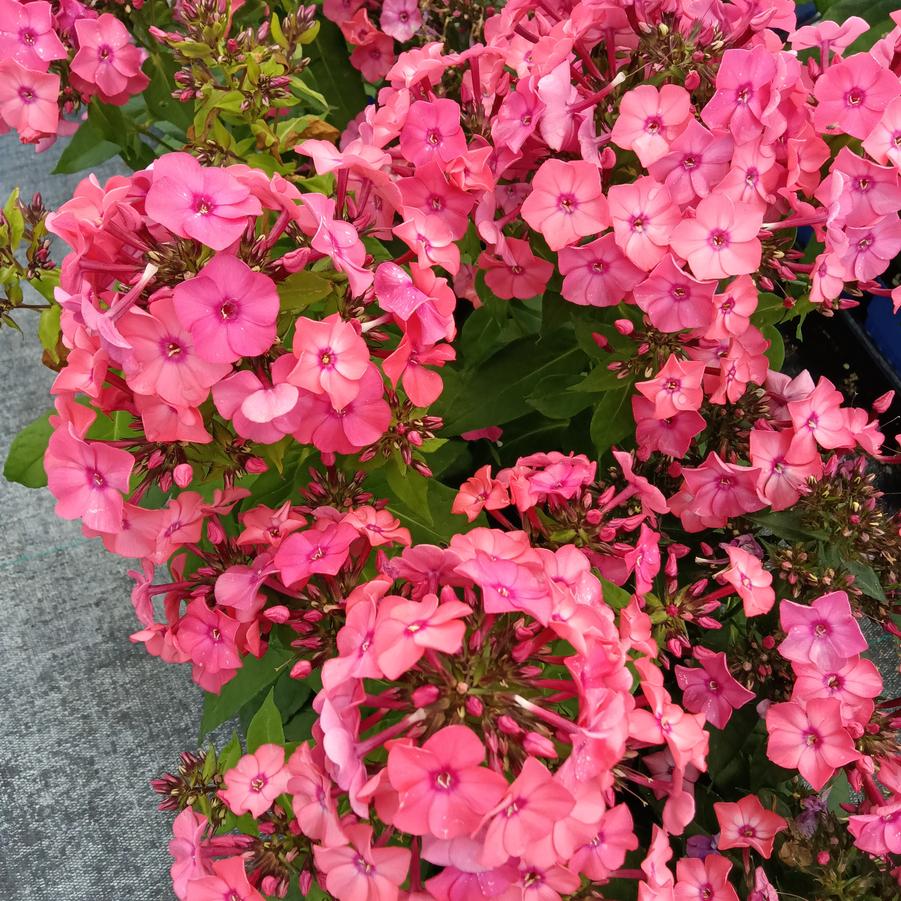 Phlox paniculata 'Super Ka-POW™ Coral' - Garden Phlox from Rush Creek Growers
