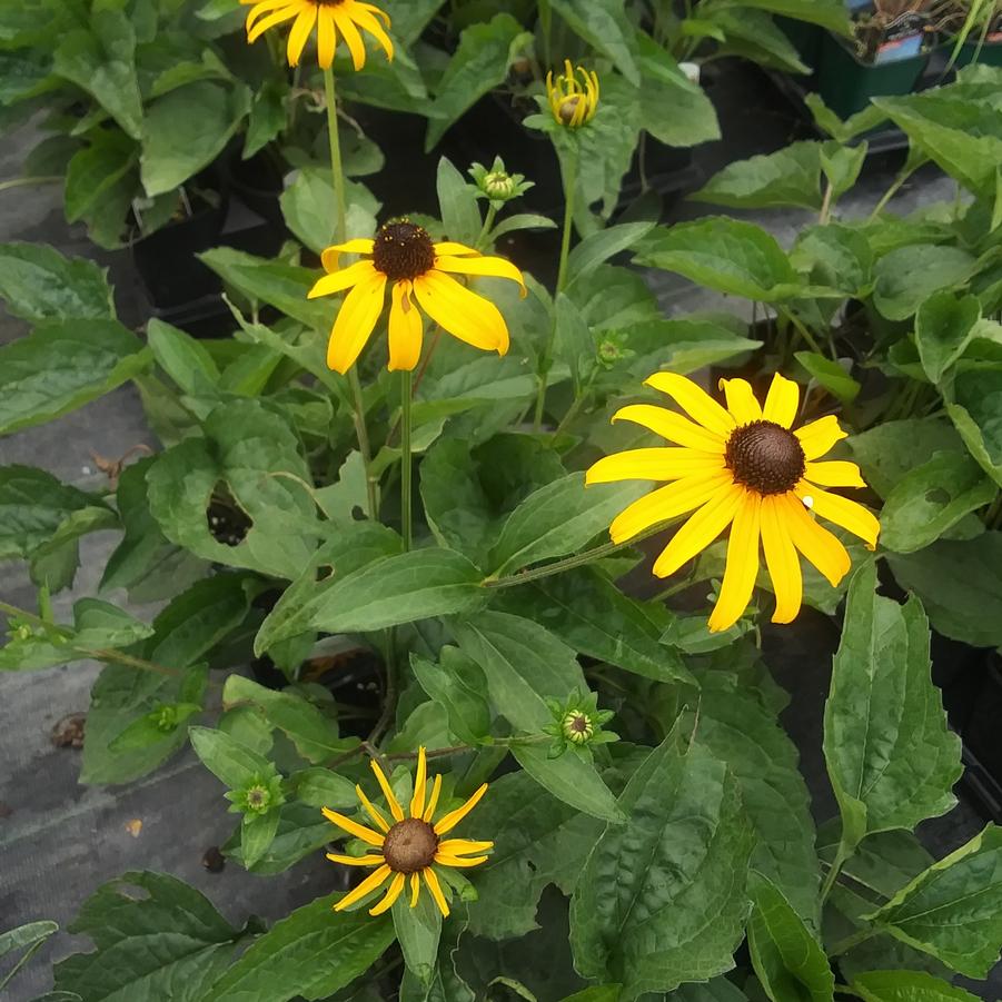 Rudbeckia fulgida var. sullivantii 'Goldblitz' - Black-eyed Susan from Rush Creek Growers