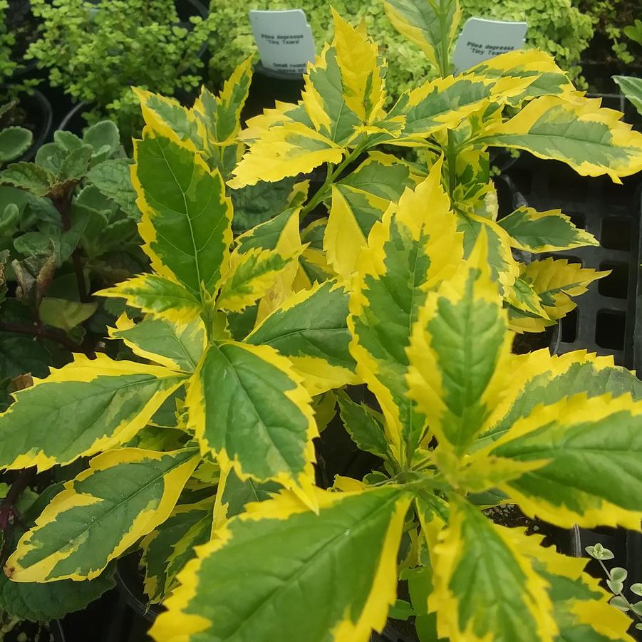 Duranta 'Gold Edge' - from Rush Creek Growers