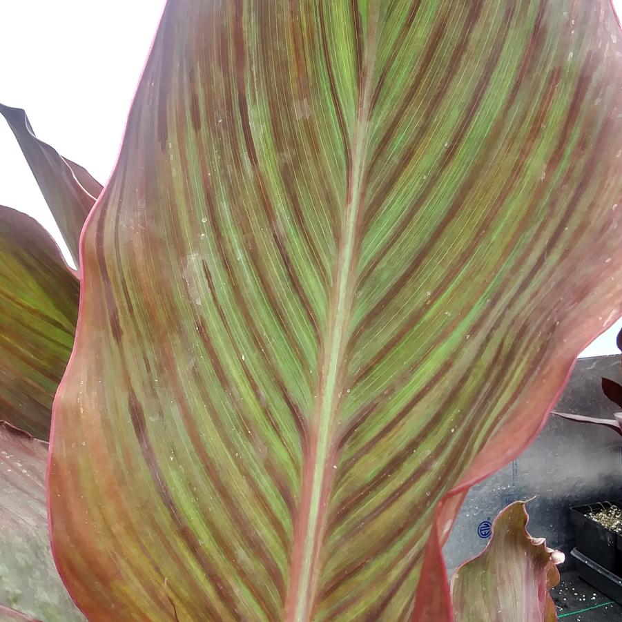Canna 'Phasion' - from Rush Creek Growers