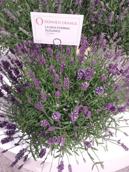 Lavender angustifolia 'La Diva Eternal Elegance' - from Rush Creek Growers