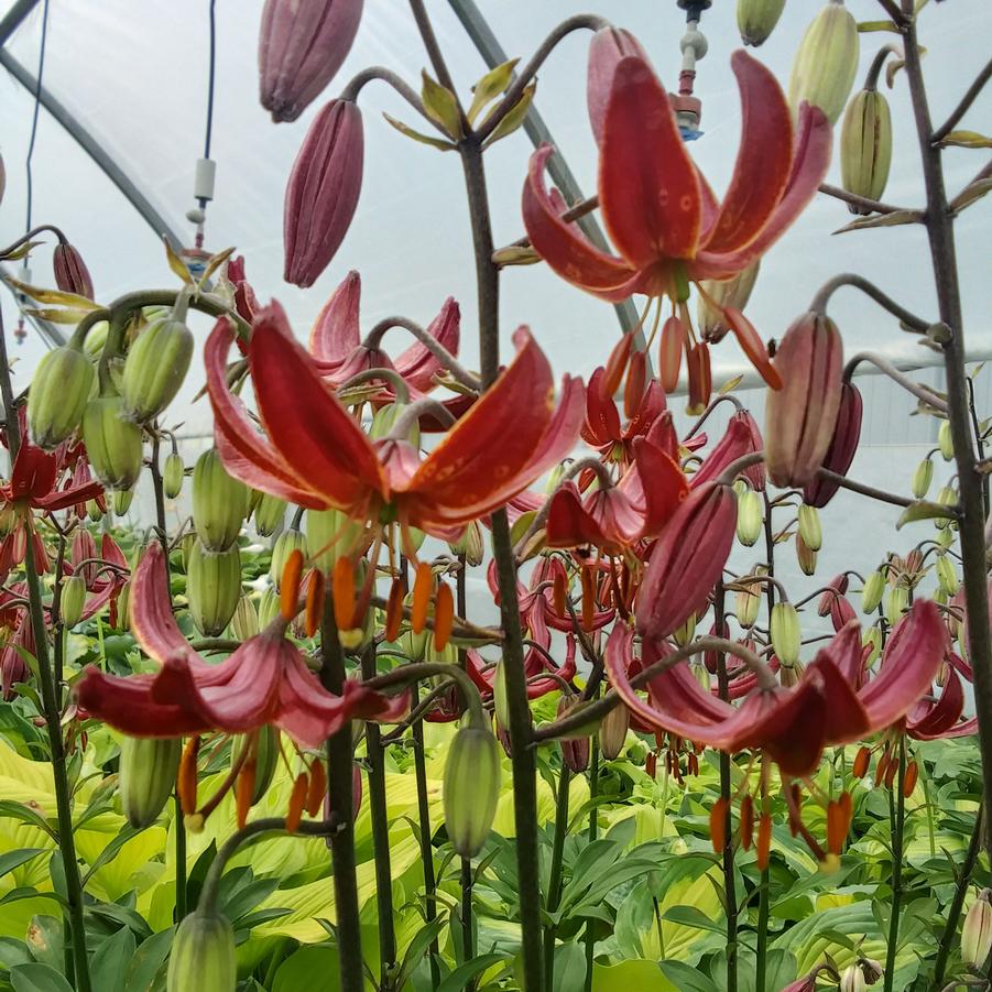 Lilium martagon 'Claude Schride' - from Rush Creek Growers
