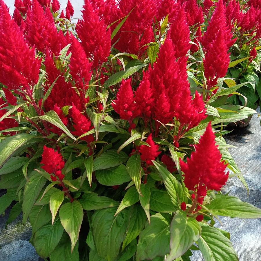 Celosia 'Flamma Bright Red' - from Rush Creek Growers