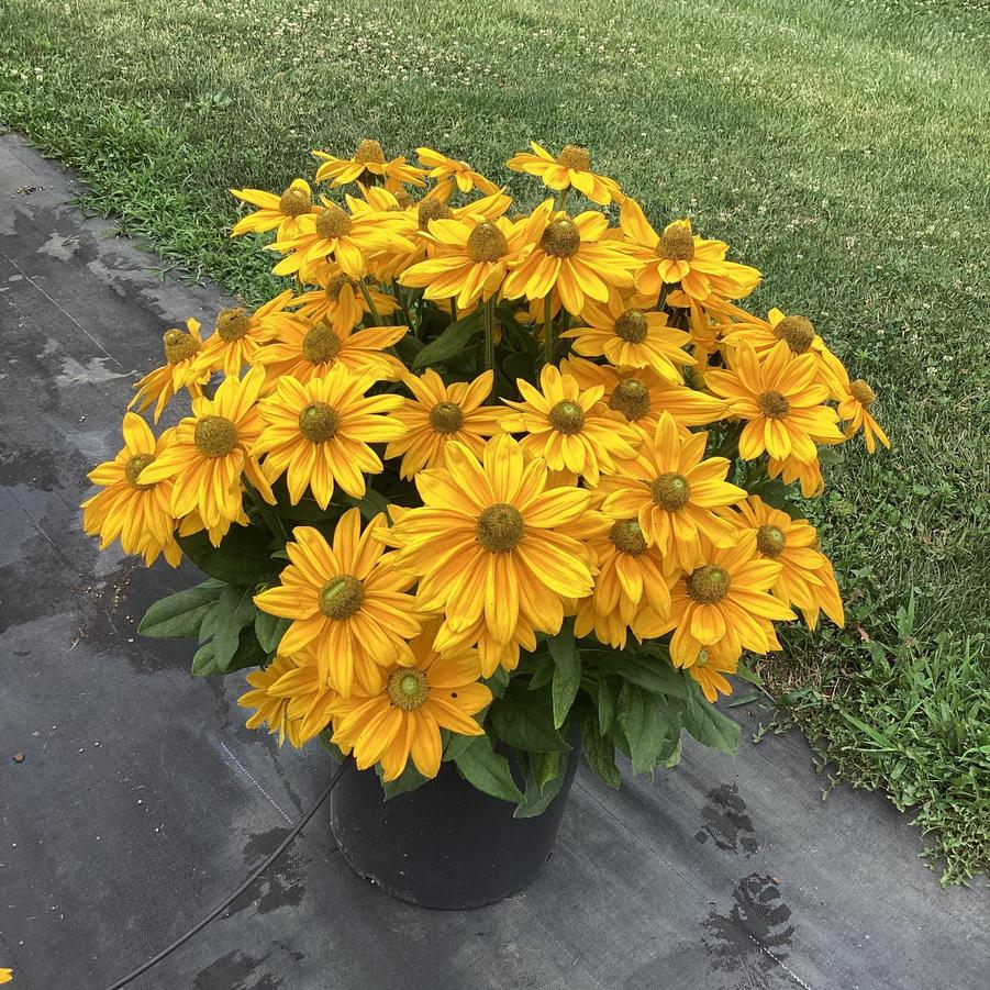 Rudbeckia 'Sunbeckia Ophelia' - photo courtesy of Penn State trials