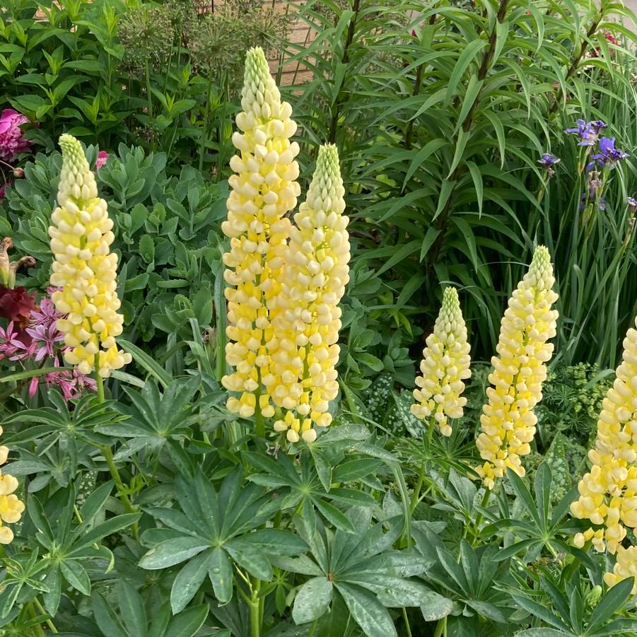 Lupinus polyphyllus 'Gallery Yellow' - from Rush Creek Growers