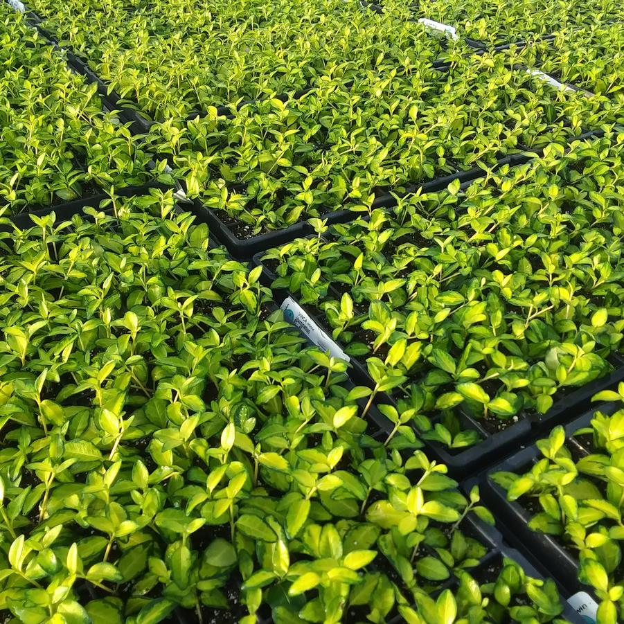 Vinca 'Illumination' - from Rush Creek Growers
