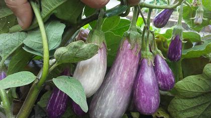 Eggplant Fairy Tale Hybrid