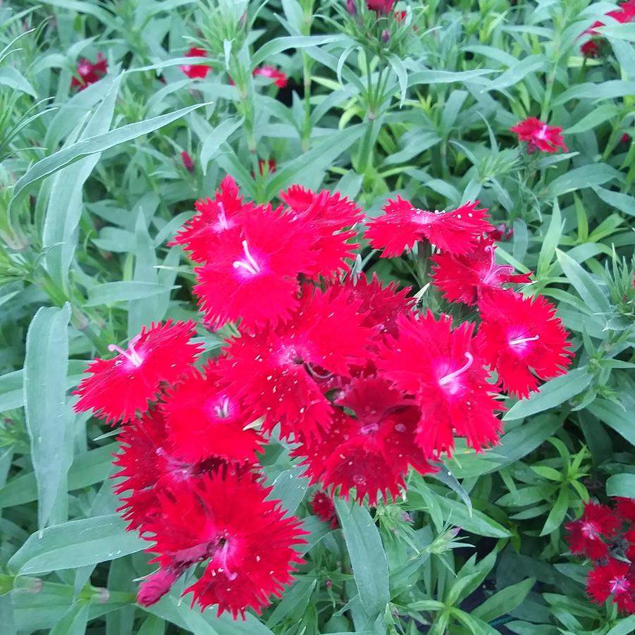Dianthus barbatus 'Rockin Red' - Sweet William from Rush Creek Growers