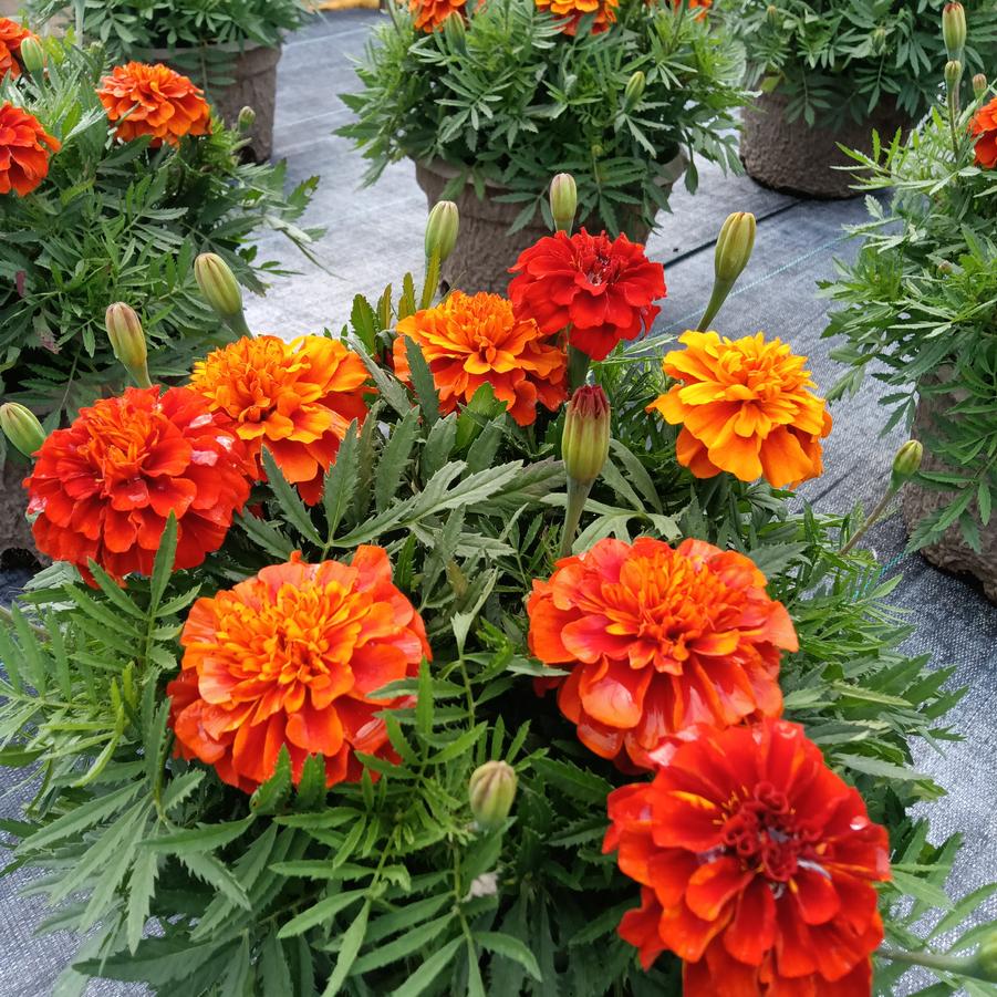 Marigold 'Fireball' - from Rush Creek Growers