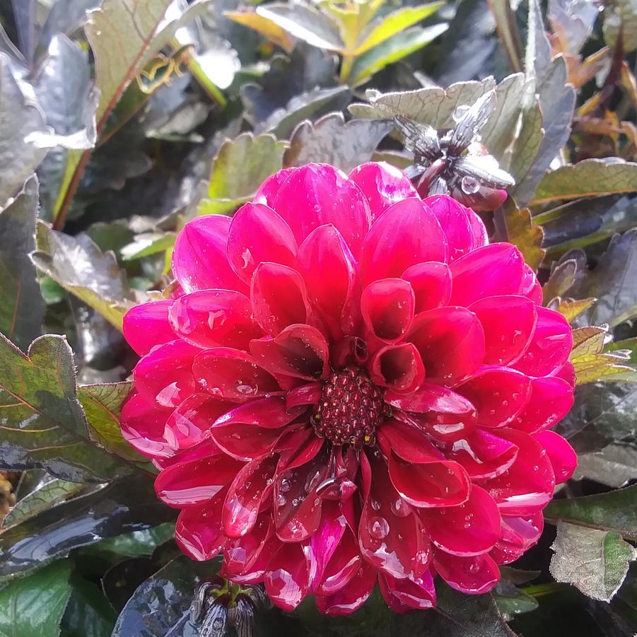 Dahlia CityLights™ 'Purple' - from Rush Creek Growers