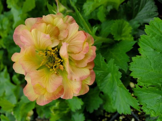 Geum 'Pretticoats Peach' - Avens from Rush Creek Growers
