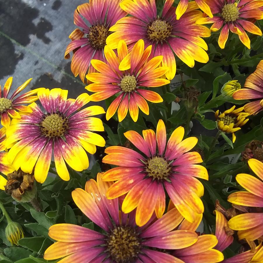 Osteospermum 'Zion™ Purple Sun' - from Rush Creek Growers