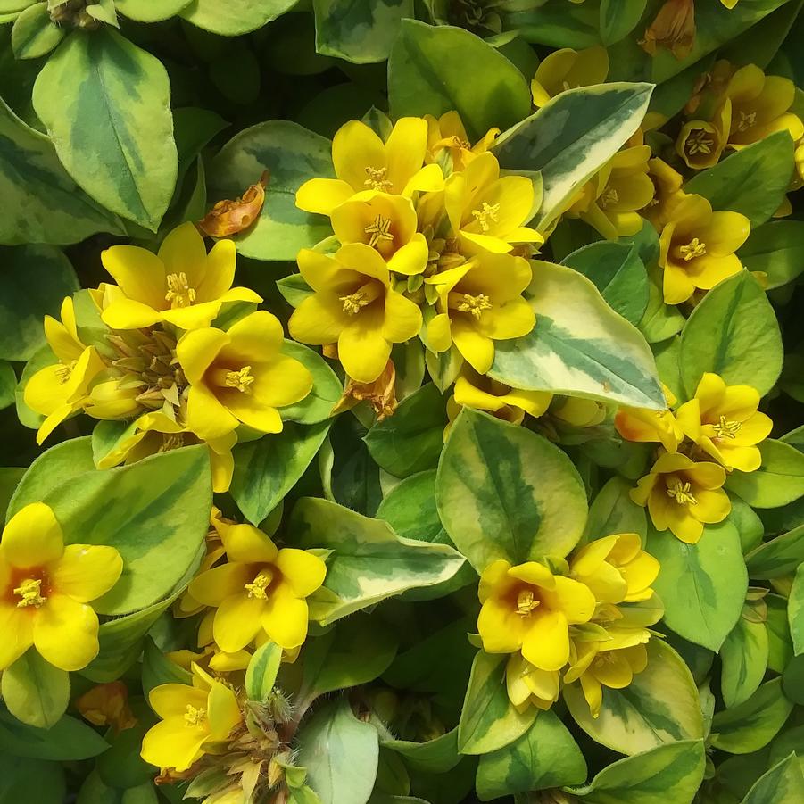 Lysimachia 'Variegated' - from Rush Creek Growers