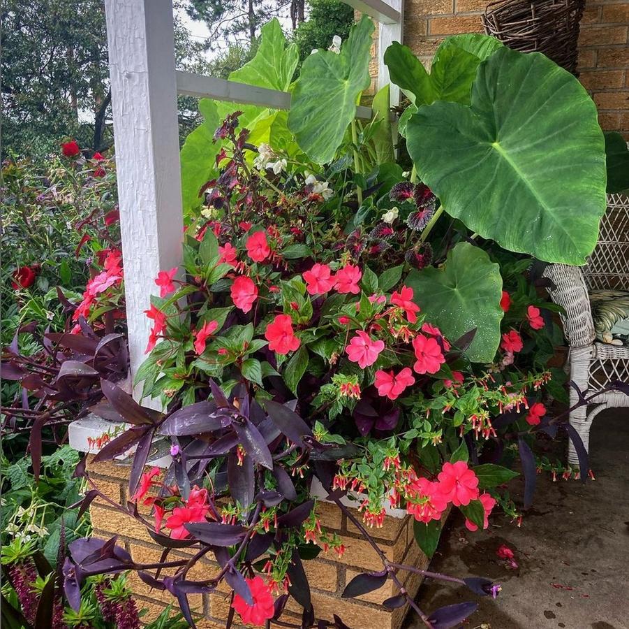 Alocasia odora - Giant Upright Elephant Ear from Rush Creek Growers