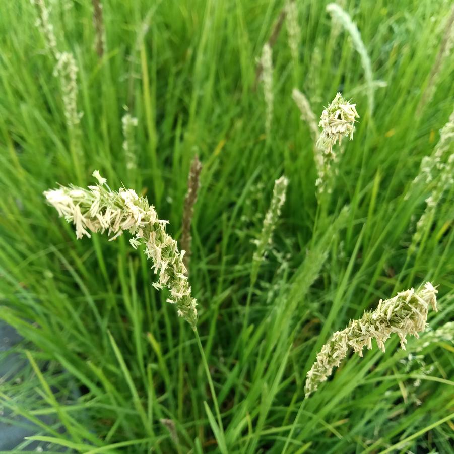 Sesleria autumnalis - Autumn Moor Grass from Rush Creek Growers