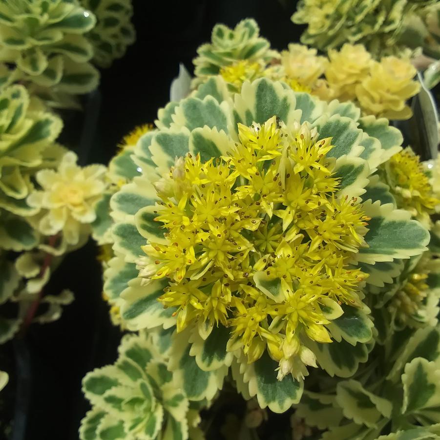 Sedum takesimense 'Atlantis' - Stonecrop from Rush Creek Growers