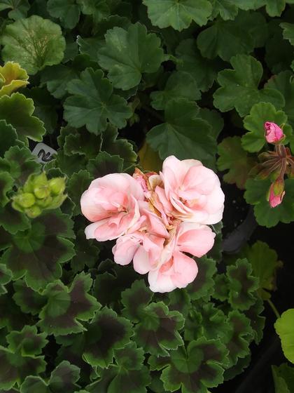 Geranium 'Rosalie™ Antique Salmon' - NEW 2021 from Rush Creek Growers