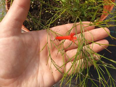 Russelia equisetiformis 'Firecracker Plant' - from Rush Creek Growers