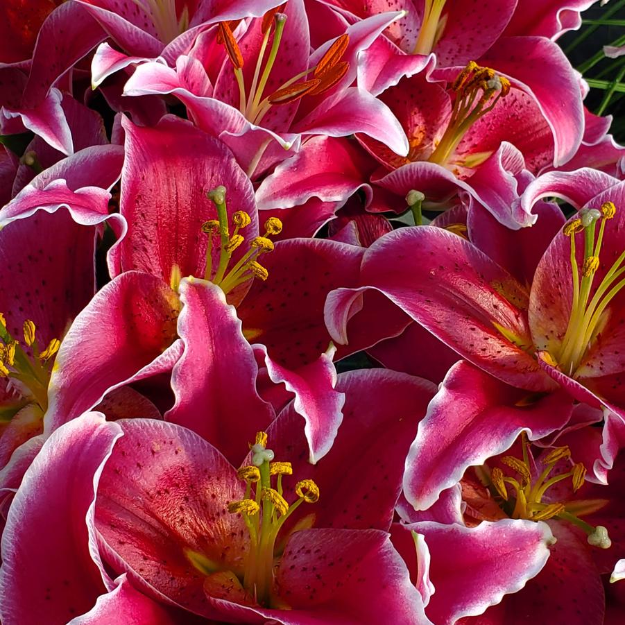 Lilium Lily Looks™ 'After Eight' - Asiatic Lily from Rush Creek Growers