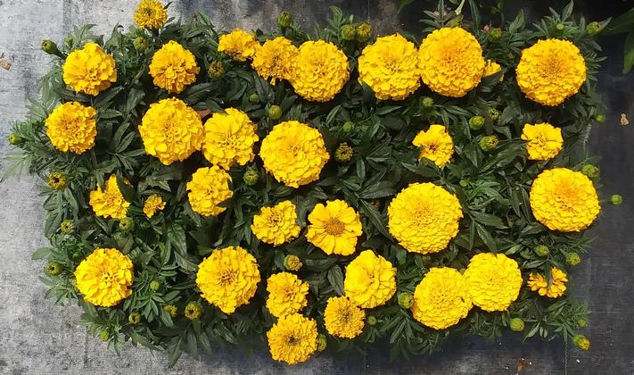 Marigold 'Proud Mari Gold' - from Rush Creek Growers