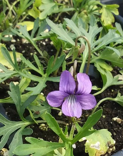 Viola triloba - Three-Lobed Violet NEW 2021 from Rush Creek Growers