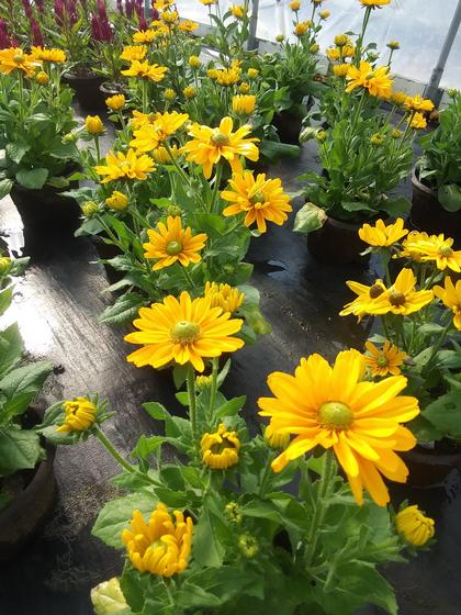 Rudbeckia 'Amarillo Gold' - from Rush Creek Growers