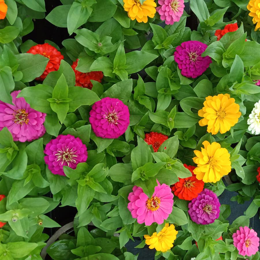 Zinnia 'Zesty Mix' - from Rush Creek Growers