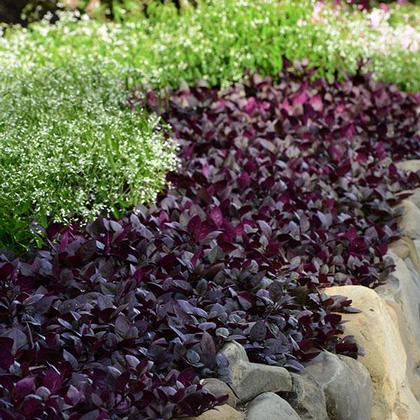 Photo courtesy of PanAmerican Seed