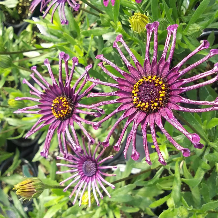 Osteospermum 'FlowerPower™ Spider Purple' - from Rush Creek Growers